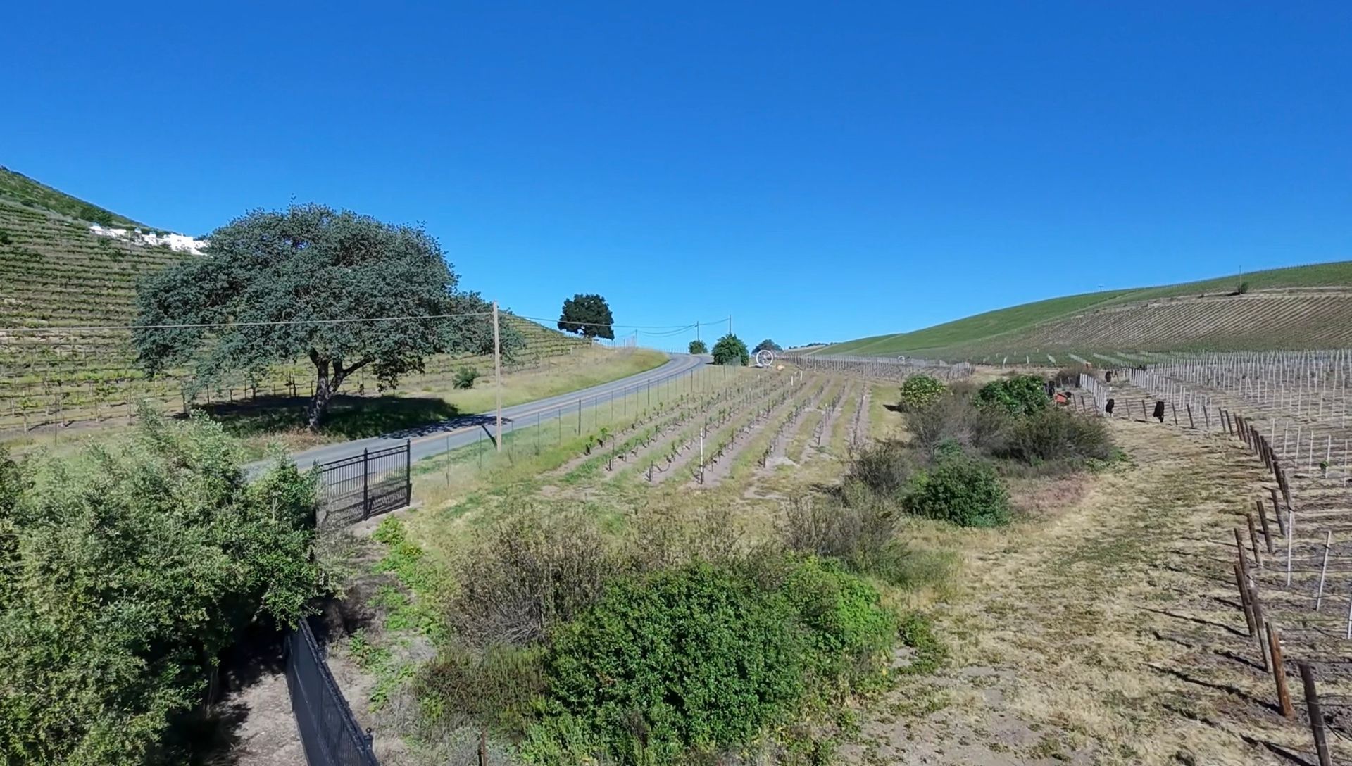 A now restored Adelaida Creek filled with native shrubs, surrounded by blocks of grapevines at Parrish Family Vineyard.
