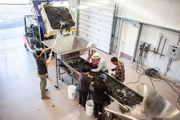 A group of people working on handpicking grapes.