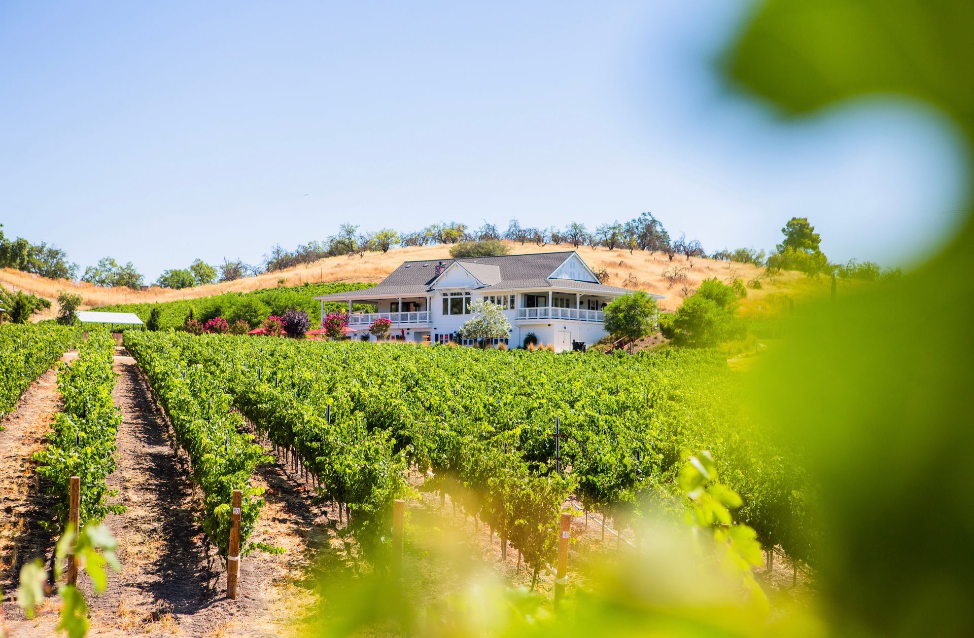 A view of the vineyards and Parrish Family tasting room in the distance.