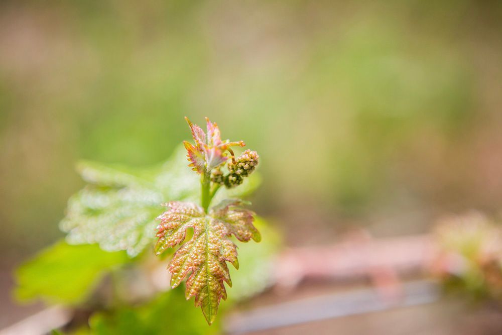 A close up of a bud break.