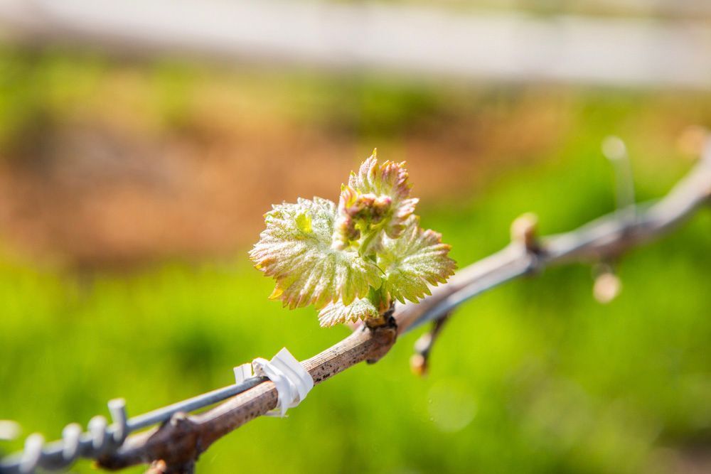 A close up for a Cabernet vine bud break.