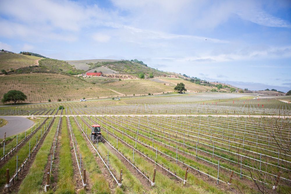 A view of the vineyard.
