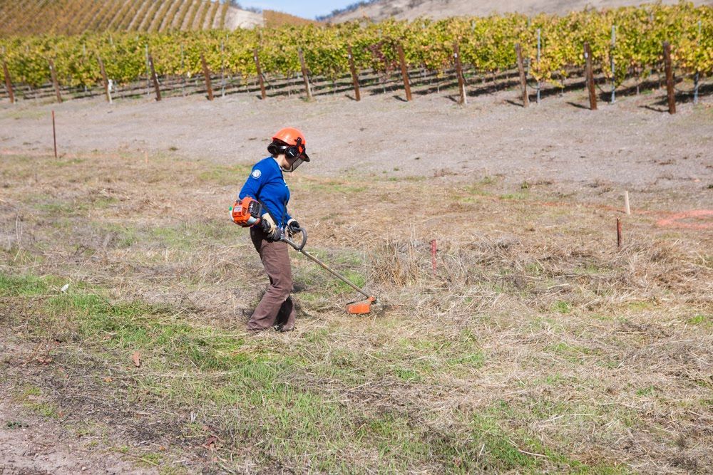 Vineyard worker in orange helmet using a weed eater on a weed-filled creek bed near vineyard rows.