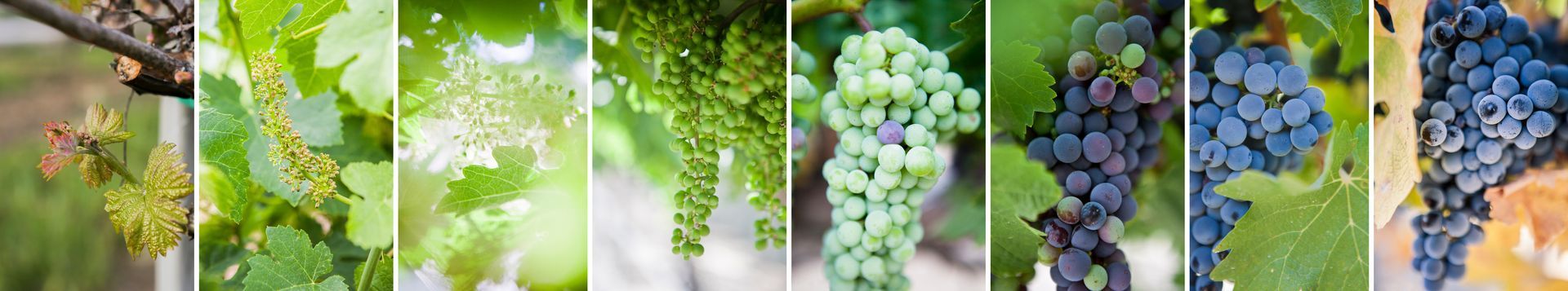 A collage of different types of grapes growing on a vine.