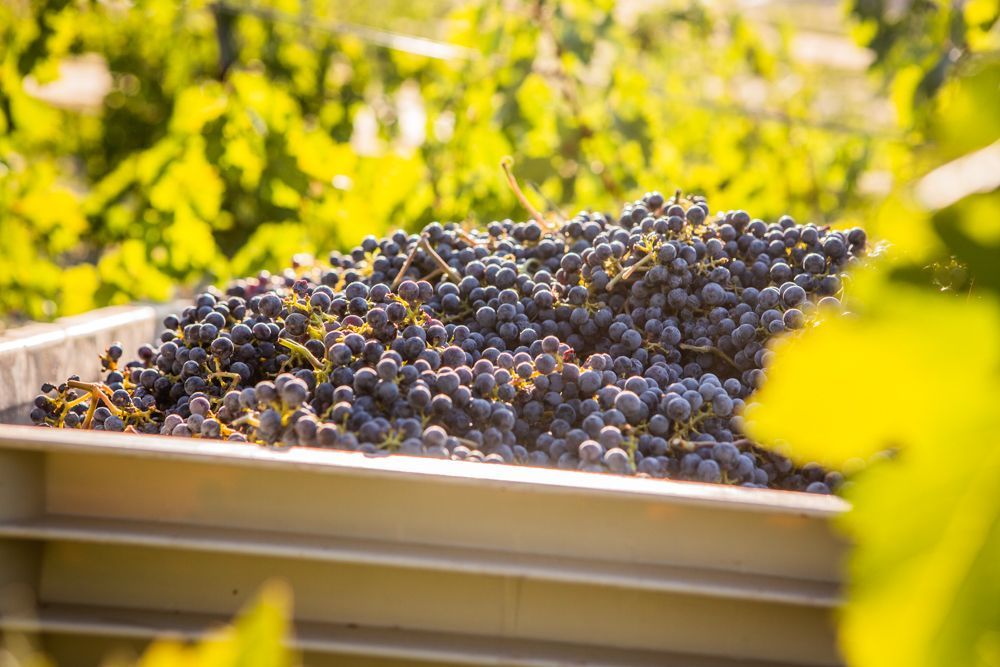 Harvested Cabernet Sauvignon grapes piled in a crate in a sunlit vineyard