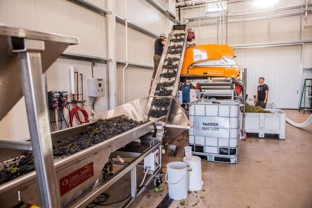 A man is standing on a conveyor belt with grapes. 