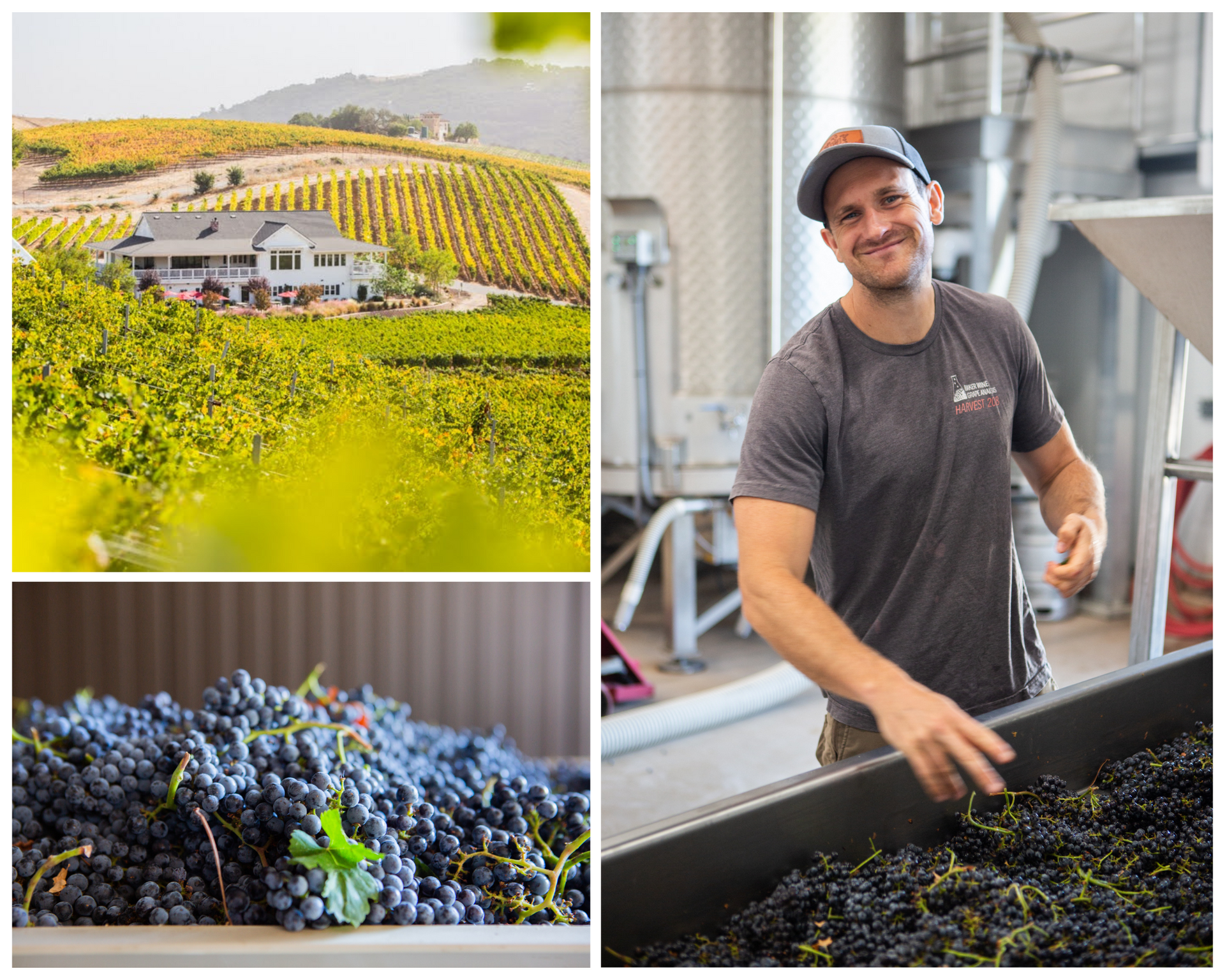 Three images next to each other - winemaker, the view of the winery from a distance, and a close-up of grapes.