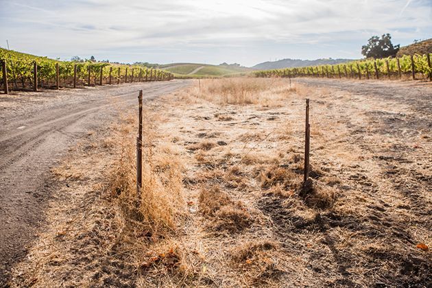 A dirt road going through a vineyard with a fence in the foreground.
