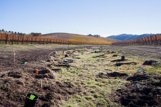 A group of people are planting trees in a field.