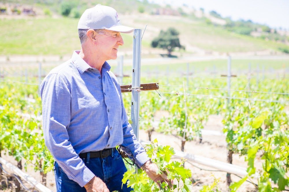 Man in a vineyard, wearing a hat, inspecting grapevines on a sunny day.