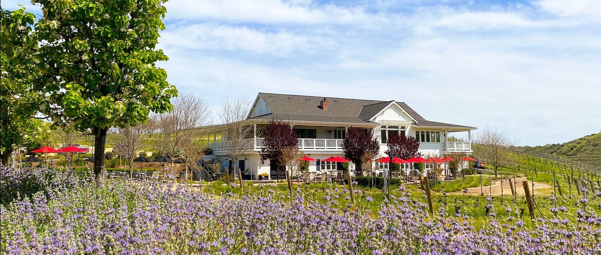 A large white Parrish tasting room building sits in the middle of a field of purple flowers.