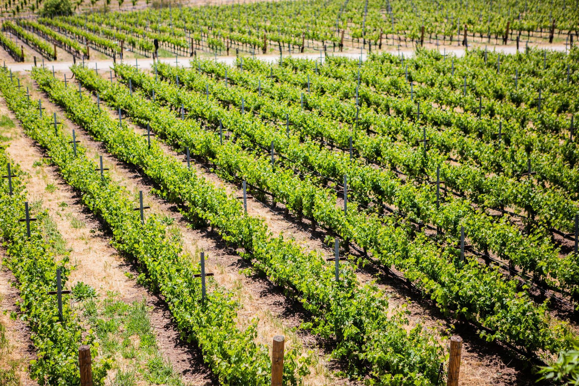 Rows of green grape vines growing in a vineyard. Brown soil visible.