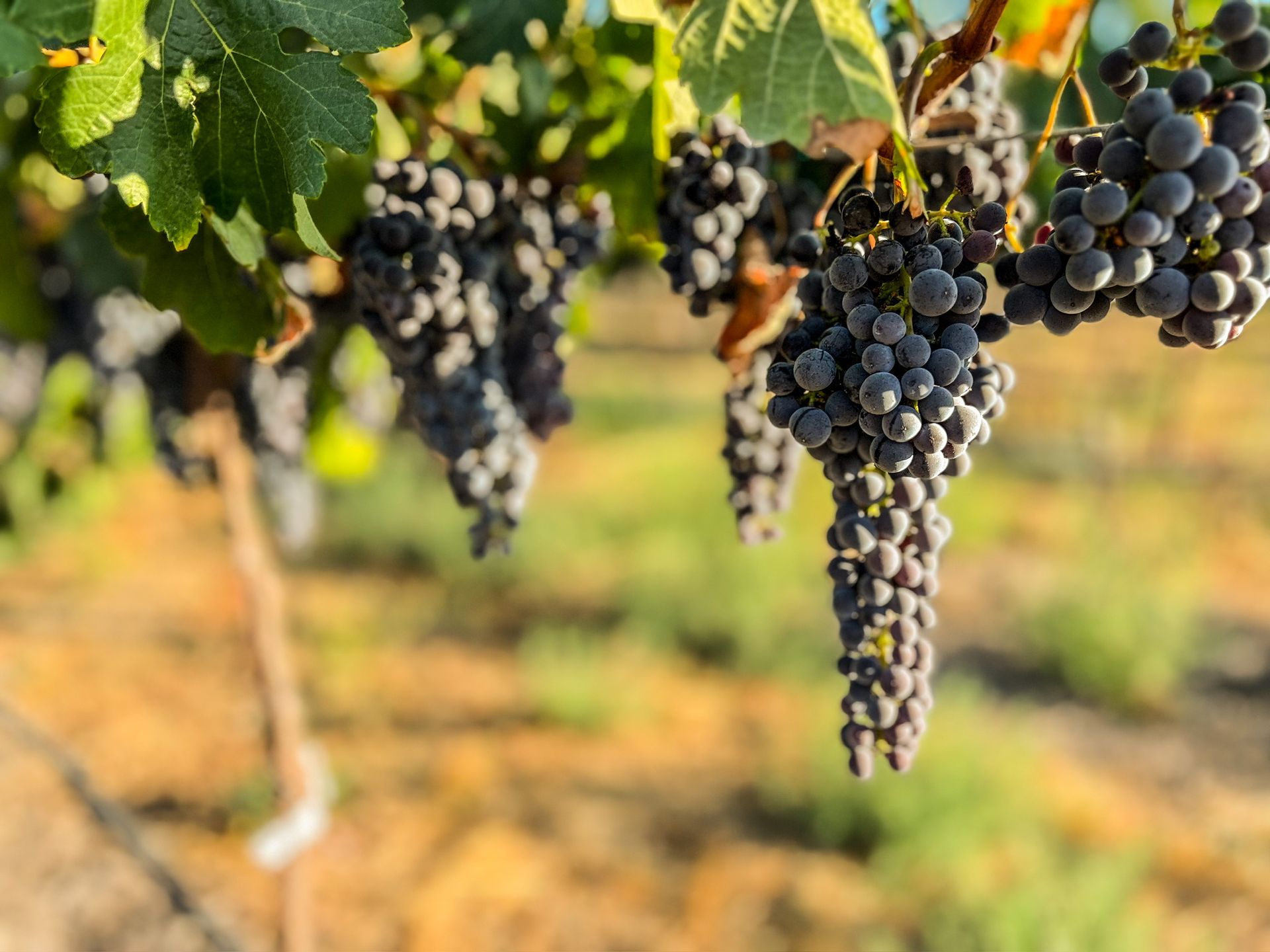 A close-up of wine grapes. 