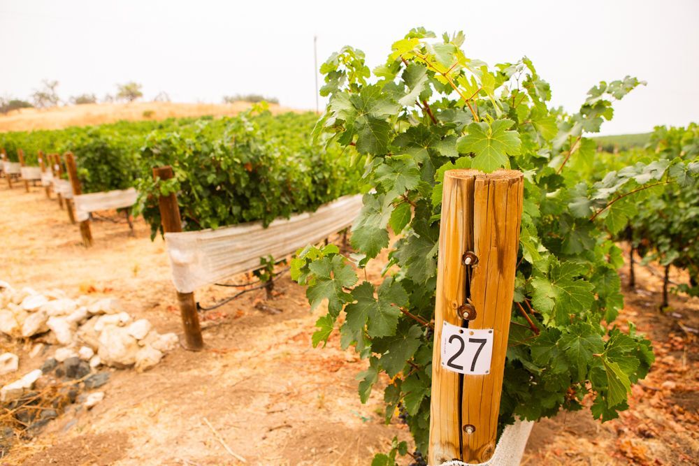 At Parrish Family Vineyard, Cabernet Franc is highlighted as one of their premiere wines in Paso Robles.