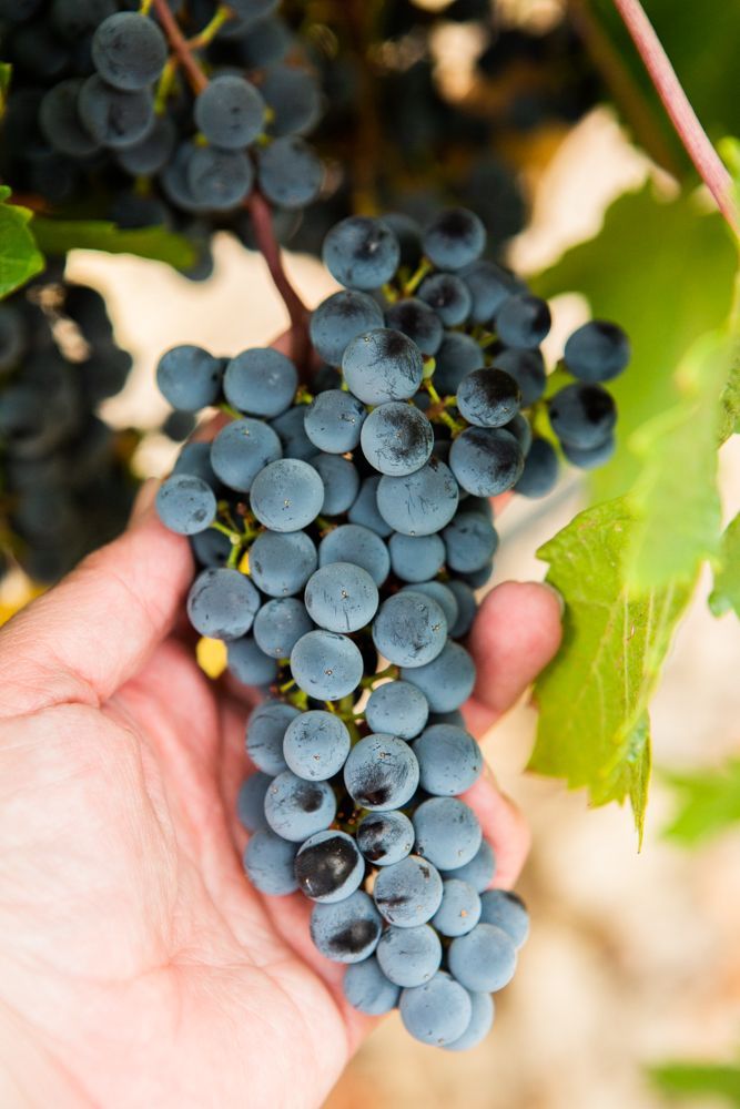 Hand holding a cluster of ripe dark grapes on the vine