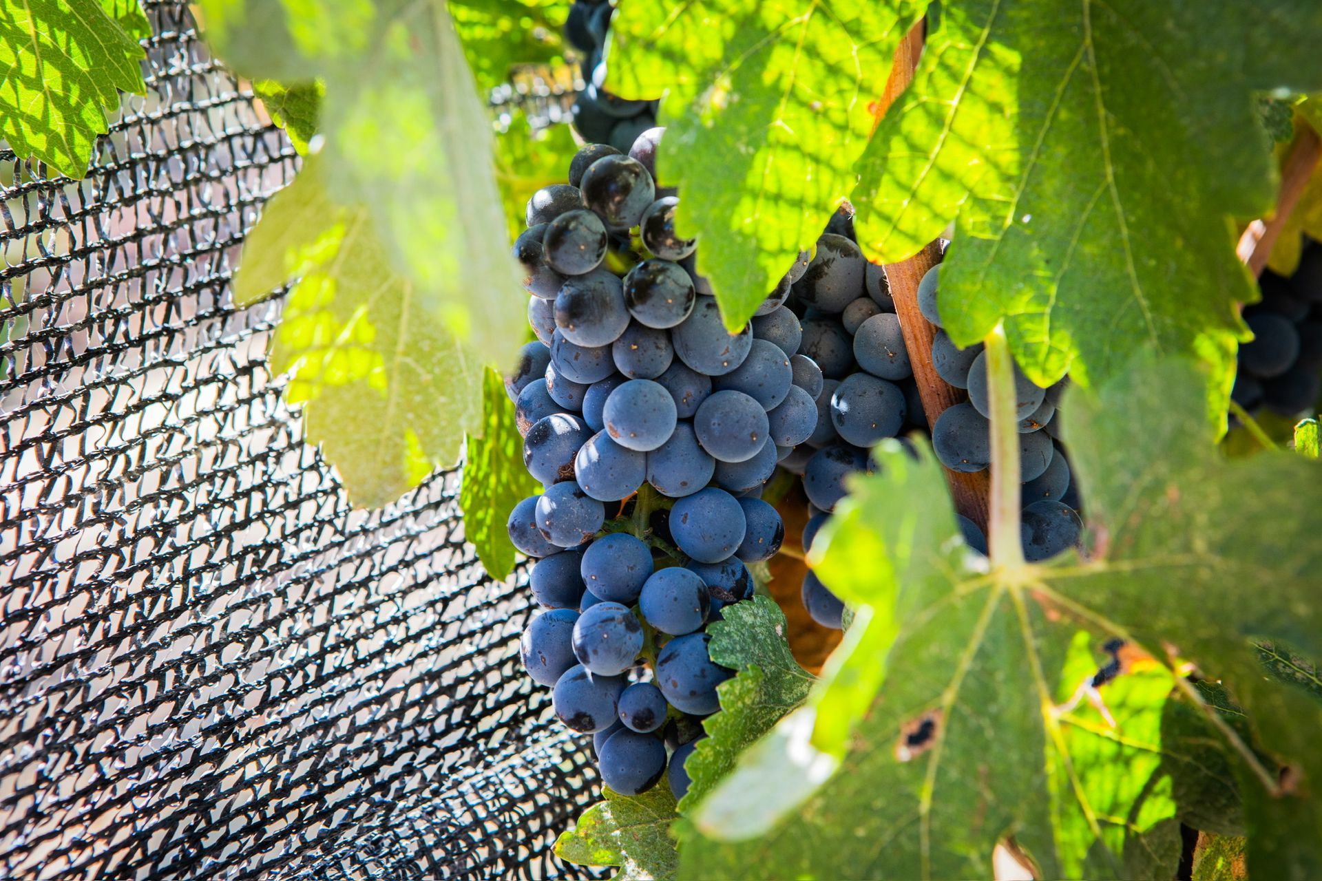 A close-up of a wine grape.