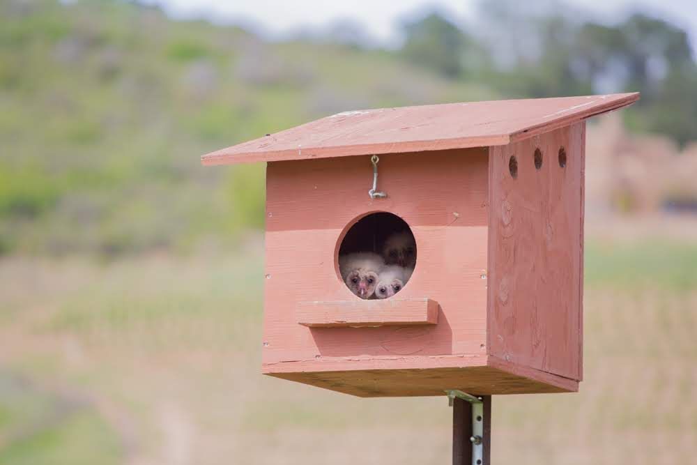 Brown birdhouse with two owls peering out, set against a blurred green field and hill.
