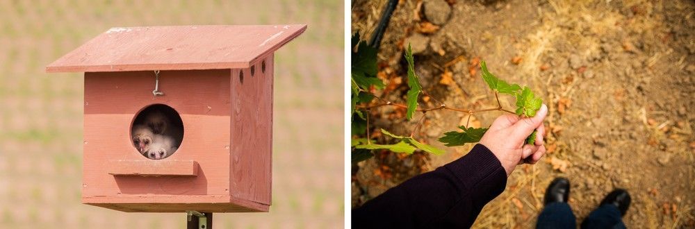 A bird house and a person holding a leaf.