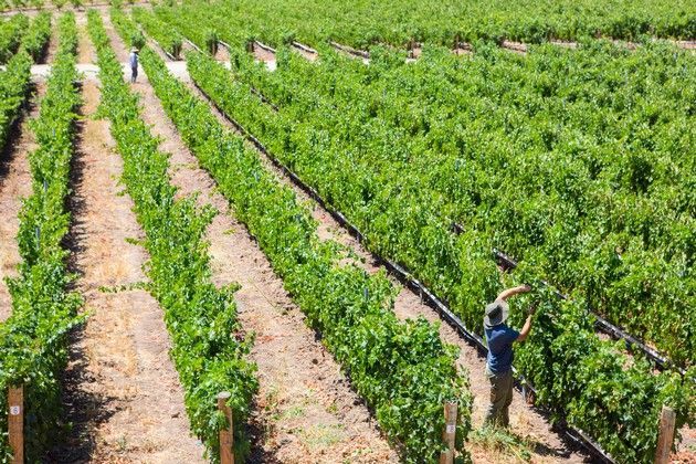 Rows of vines in the Adelaida Vineyard.