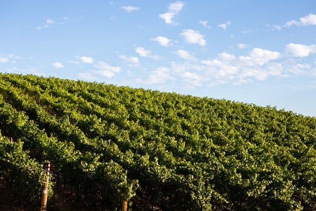 A hill full of growing green vines. 