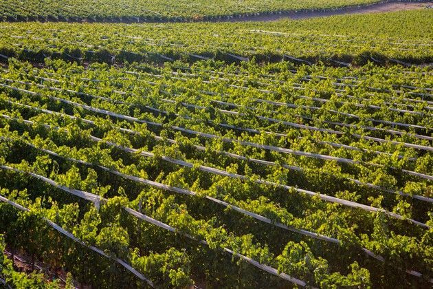 Rows of vines.