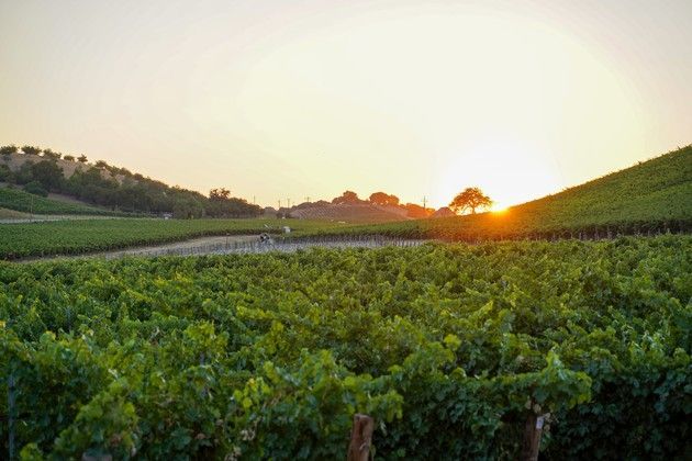 A sunset by a hillside of vines.