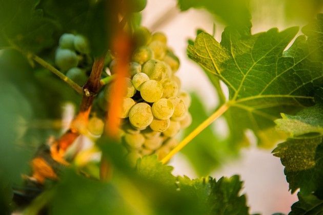 Green grapes.