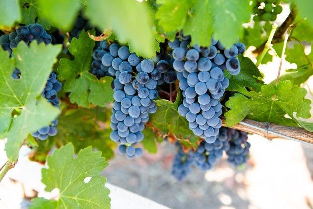Purple grapes. 