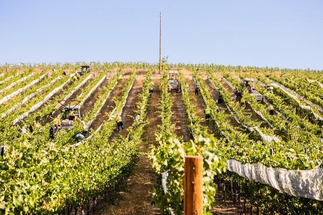 A hillside with rows of vines.