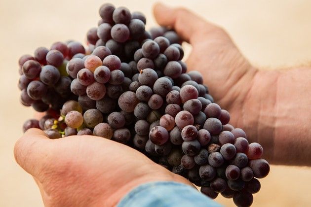 Purple grapes in someone's hands. 