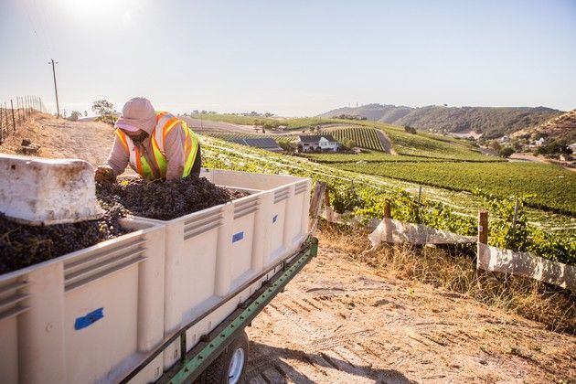 A vineyard worker putting grapes into boxes with vineyards in the background.