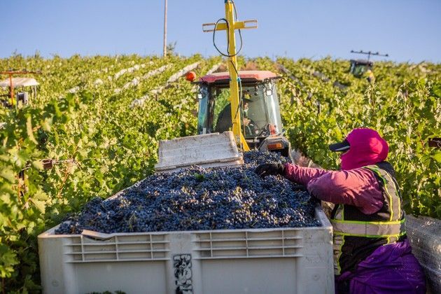 A vineyard worker loading grapes onto a trailer among the vines.