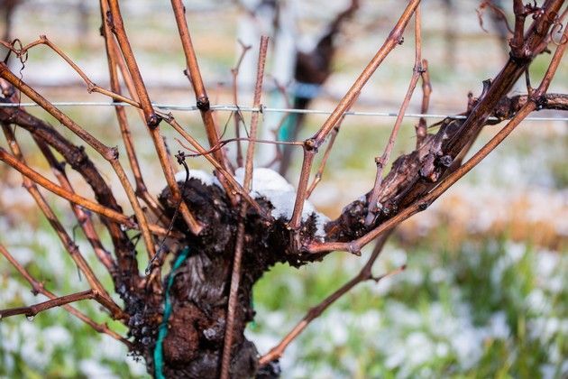 A close-up of a vine in the Adelaida Vineyard.