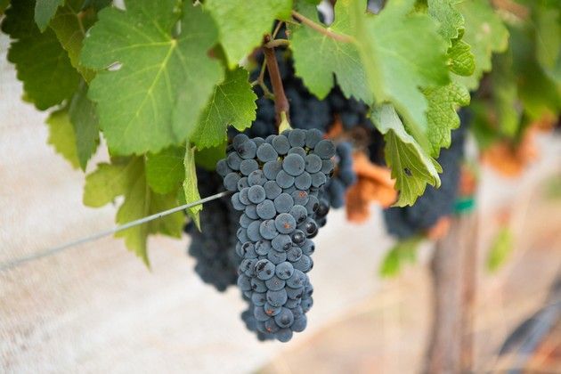 Red grapes.