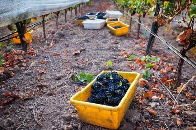 A yellow box with red grapes sitting on the ground among vines.