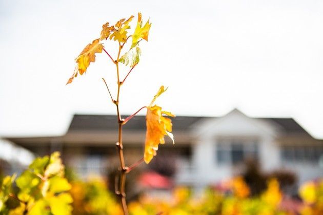 Yellow vine leaves with the white building of the Parrish Tasting Room blurred in the background.