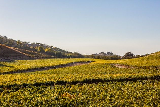A valley of vines turning yellow for the fall.