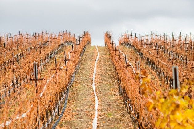 A vineyard turning orange and yellow during fall. 