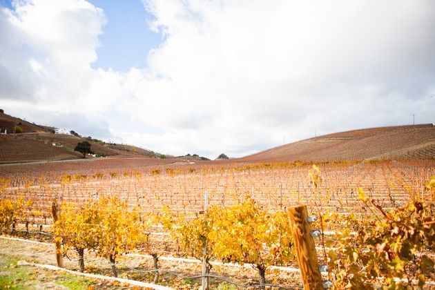 A vineyard with mountains in the background.