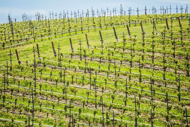 A view of the Adelaida Vineyard.