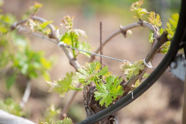 A close-up of a vine.