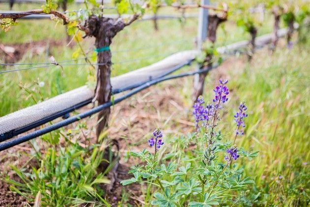 Flowers growing among the vines.
