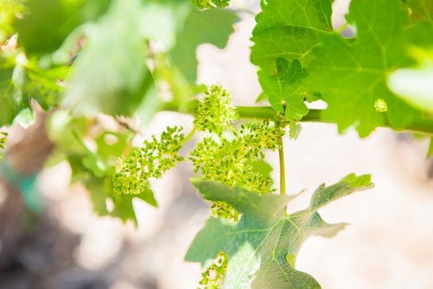 A close-up of a vine.