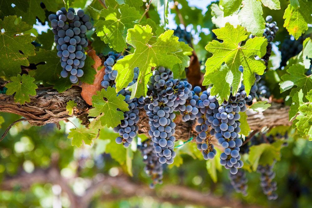 A bunch of grapes hanging from a vine with green leaves.