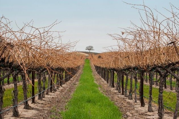 There is a tree in the distance in the middle of a vineyard.