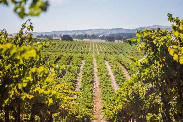 A row of grape vines in a vineyard with mountains in the background.