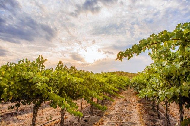 A row of vines in a vineyard with the sun shining through the clouds.