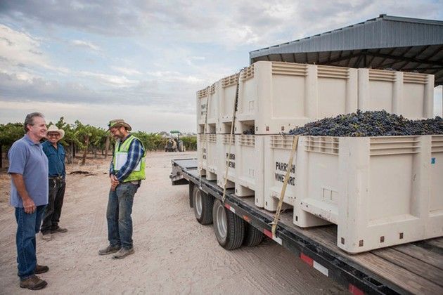 A group of men are standing next to a trailer filled with crates of grapes.