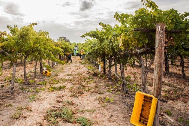 A yellow container is sitting on a wooden post in a vineyard.
