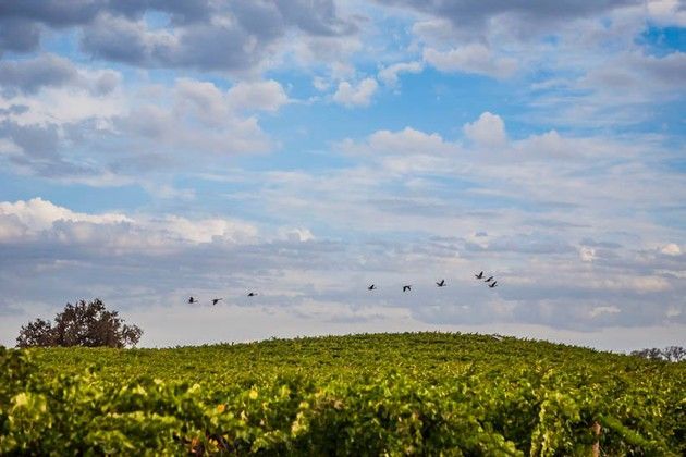 A flock of birds are flying over a green field.